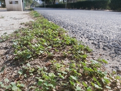 Malva parviflora