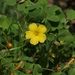 California Woodsorrel - Photo (c) James Bailey, some rights reserved (CC BY-NC), uploaded by James Bailey
