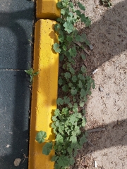 Malva parviflora