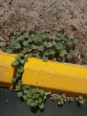 Malva parviflora