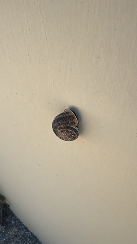 Eobania vermiculata