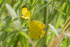 Catopsilia gorgophone