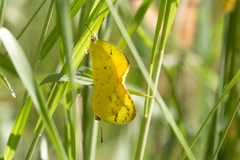Catopsilia gorgophone