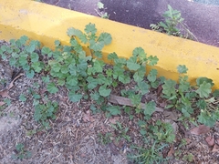 Malva parviflora