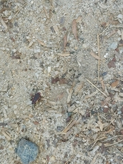Scantius forsteri