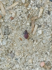 Scantius forsteri