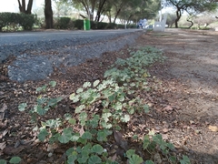 Malva parviflora