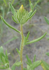 Hirpicium