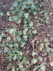 Malva parviflora