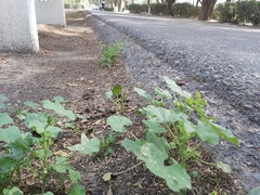 Malva parviflora