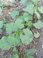 Malva parviflora