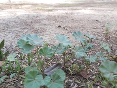 Malva parviflora