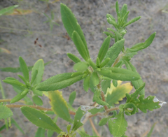 Hirpicium