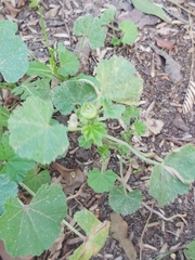 Malva parviflora