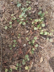 Malva parviflora
