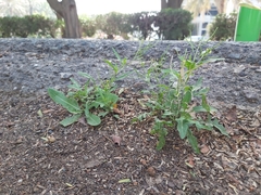 Sisymbrium irio