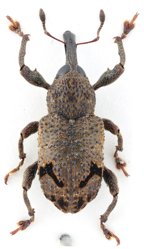 Rhineilipus bifurcatus