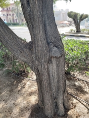 Conocarpus erectus