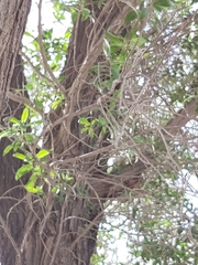 Conocarpus erectus