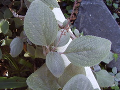 Coleus argentatus