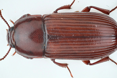 Uloma culinaris