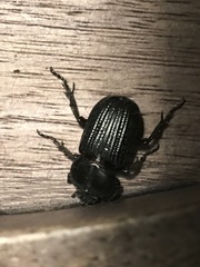 Phileurus
