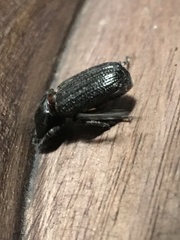 Phileurus