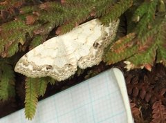 Scopula propinquaria