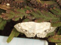 Scopula propinquaria