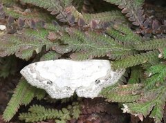 Scopula propinquaria