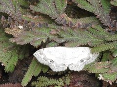 Scopula propinquaria