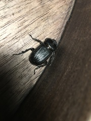 Phileurus