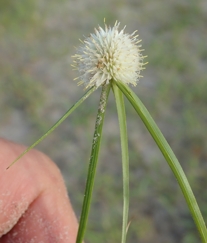 Kyllinga alba image