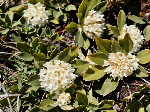 Daphne blagayana, photograph 1