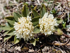 Daphne blagayana