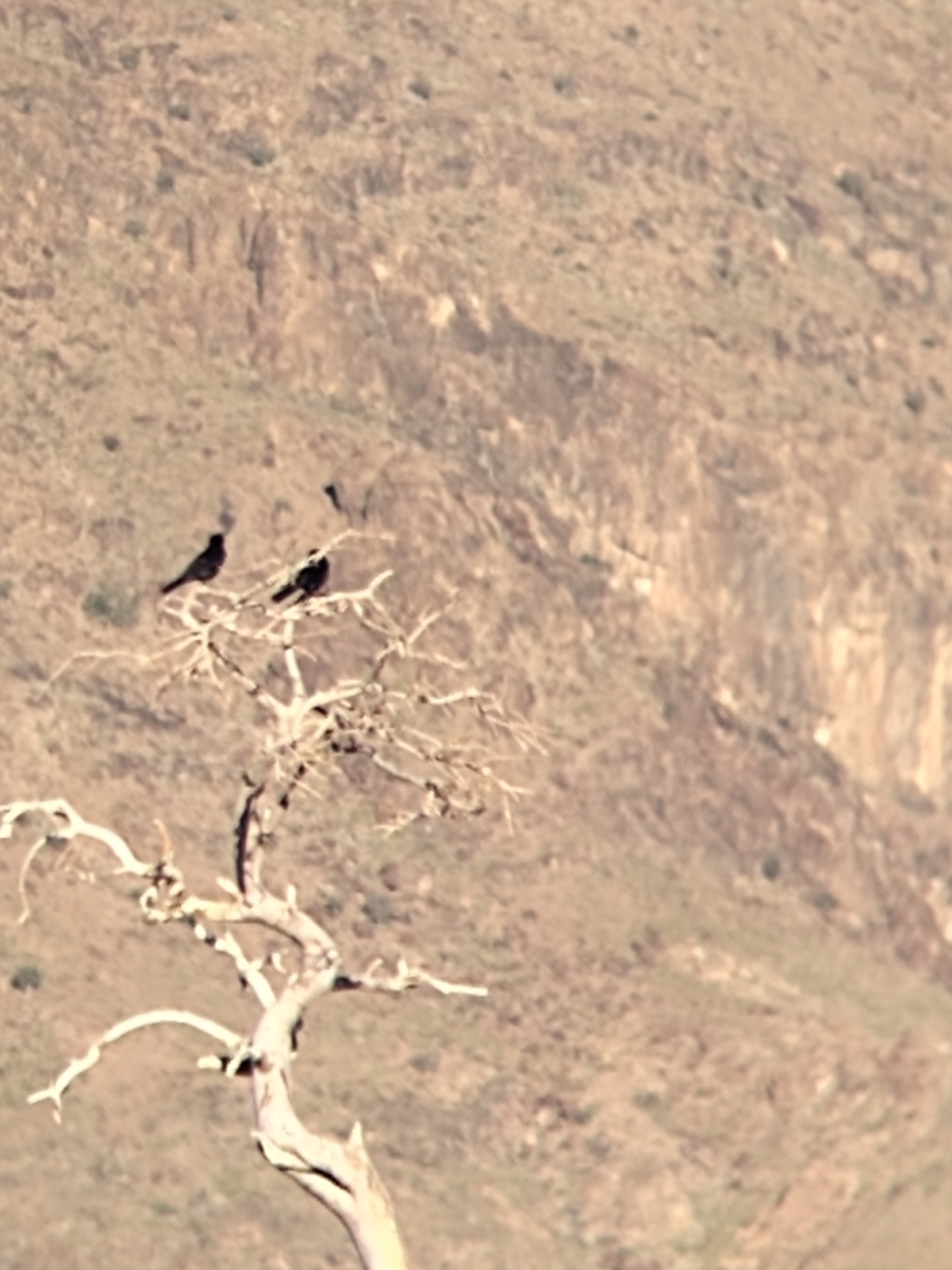 Pale-winged Starling (Onychognathus nabouroup), photo 10