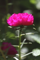 Dianthus caryophyllus
