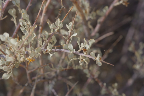 Leucophyllum minus, photograph 3