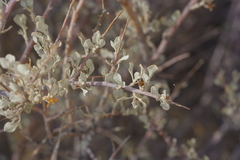 Leucophyllum minus, photograph (c) Michelle W. （鍾偉瑋）, some rights reserved (CC BY)