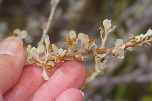 Leucophyllum minus, photograph 4