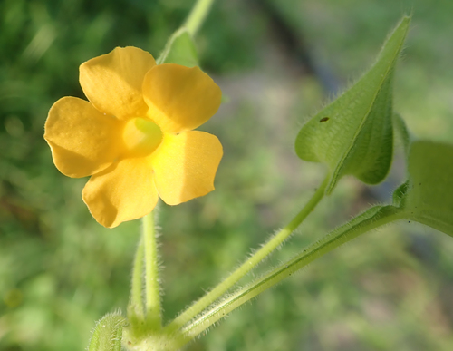 Thunbergia reticulata image