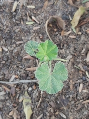 Malva parviflora