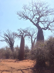 Adansonia