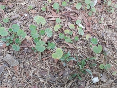 Malva parviflora