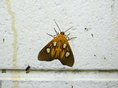 Asota orbona
