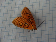 Asota orbona