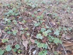 Malva parviflora