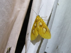 Asota orbona