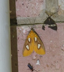 Asota orbona