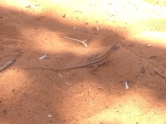 Chalarodon madagascariensis